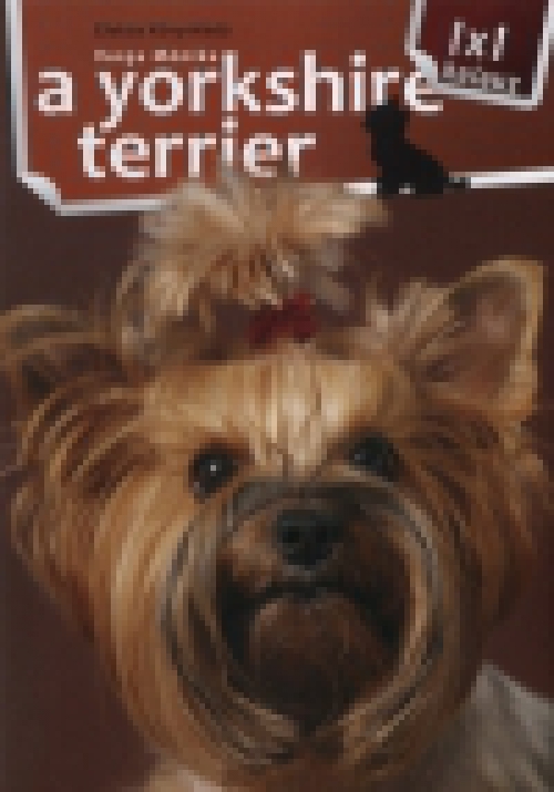 A yorkshire terrier
